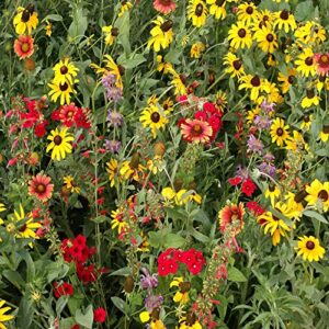 Outsidepride Texas/Oklahoma Wildflower Seed Mix - 1 LB