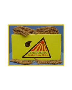 california golden spray millet - premium 25 lbs