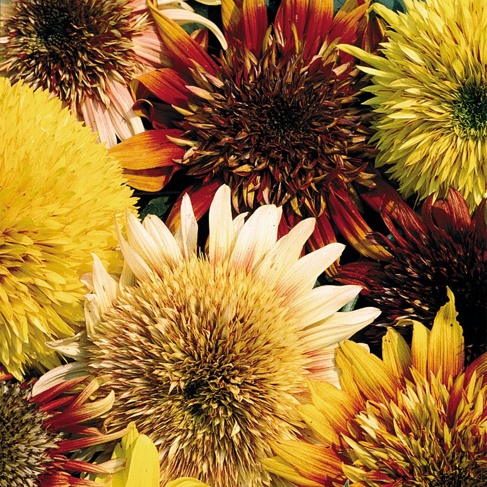 Seeds of Change 1342 Tiger's Eye Sunflower, 1.1 grams, 25 seeds per pack, Multi