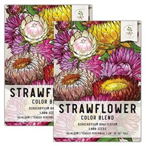 seed needs, mixed strawflower seeds for planting (xerochrysum bracteatum) heirloom & open pollinated, attracts pollinators (2 packs)
