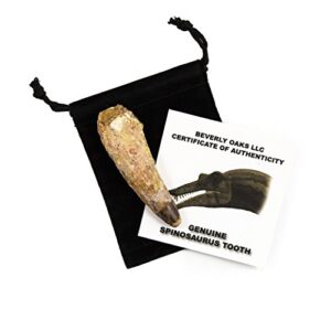 authentic dinosaur tooth - 1 genuine spinosaurus fossil tooth - extra large!