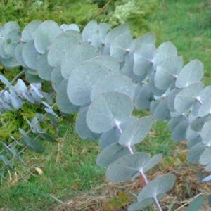 Baby Blue Eucalyptus Tree-10+ Seeds