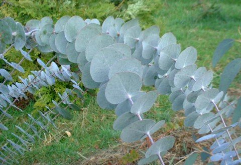 Baby Blue Eucalyptus Tree-10+ Seeds