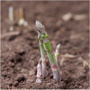 Seed Needs, Mary Washington Asparagus Seeds for Planting (Asparagus officinalis) Heirloom, Non-GMO & Untreated (2 Packs)