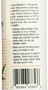 Grow More 7857 Lucky Bamboo 2-2-2, 8-Ounce