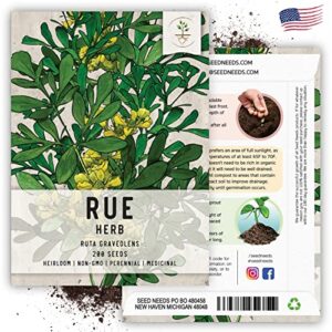 Seed Needs, Rue Herb Seeds for Planting (Ruta graveolens) Heirloom, Non-GMO & Untreated - Medicinal Herb (2 Packs)