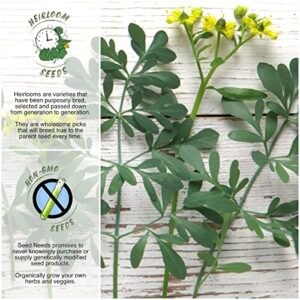 Seed Needs, Rue Herb Seeds for Planting (Ruta graveolens) Heirloom, Non-GMO & Untreated - Medicinal Herb (2 Packs)