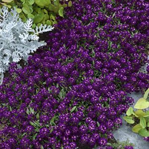 outsidepride alyssum oriental nights purple spreading ground cover plant & low growing flowers - 5000 seeds