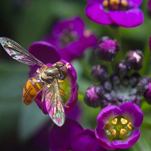 Outsidepride Alyssum Oriental Nights Purple Spreading Ground Cover Plant & Low Growing Flowers - 5000 Seeds