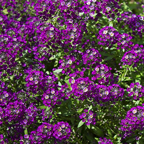 Outsidepride Alyssum Oriental Nights Purple Spreading Ground Cover Plant & Low Growing Flowers - 5000 Seeds