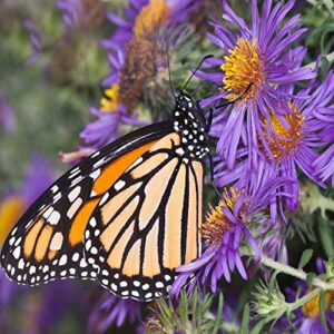 outsidepride perennial new england aster wild flowers - 1000 seeds