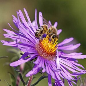 Outsidepride Perennial New England Aster Wild Flowers - 1000 Seeds