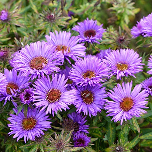 Outsidepride Perennial New England Aster Wild Flowers - 1000 Seeds