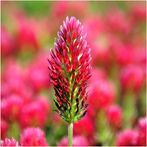 Seed Needs, 4,000+ Crimson Clover Wildflower Seeds (Trifolium incarnatum) Hummingbird, Bee and Butterfly Attracting - Annual Seeds Bulk