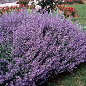 outsidepride blue nepeta catmint herb gardening plant seed - 1000 seeds