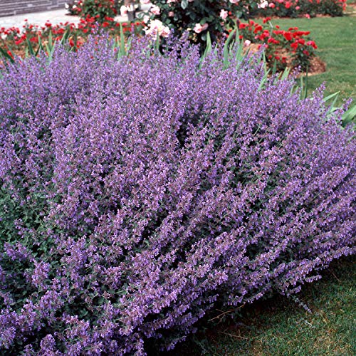 Outsidepride Blue Nepeta Catmint Herb Gardening Plant Seed - 1000 Seeds