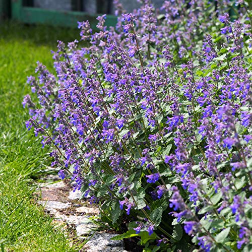 Outsidepride Blue Nepeta Catmint Herb Gardening Plant Seed - 1000 Seeds