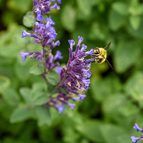 Outsidepride Blue Nepeta Catmint Herb Gardening Plant Seed - 1000 Seeds