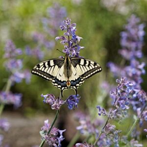 Outsidepride Blue Nepeta Catmint Herb Gardening Plant Seed - 1000 Seeds