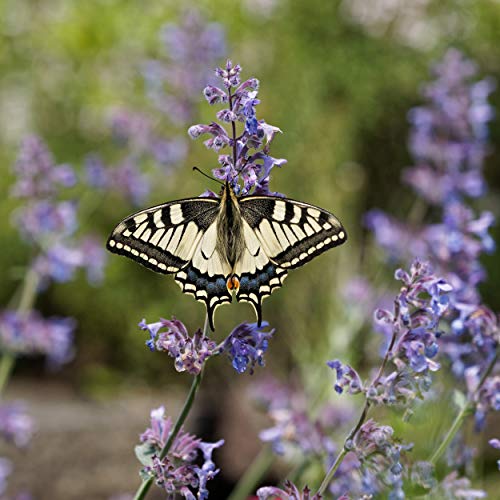 Outsidepride Blue Nepeta Catmint Herb Gardening Plant Seed - 1000 Seeds