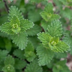 Outsidepride Blue Nepeta Catmint Herb Gardening Plant Seed - 1000 Seeds