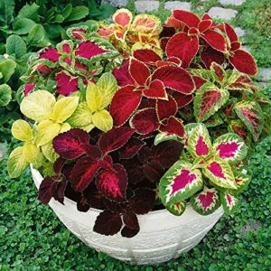 outsidepride coleus rainbow indoor or outdoor foliage house plant container flower seed mix - 5000 seeds