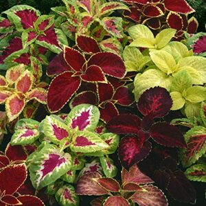 Outsidepride Coleus Rainbow Indoor or Outdoor Foliage House Plant Container Flower Seed Mix - 5000 Seeds