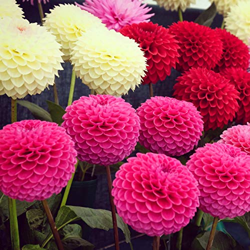 Outsidepride Dahlia Pompon Garden Cut Flower Seed Mix for Bouquets & Dried Floral Arrangements - 500 Seeds