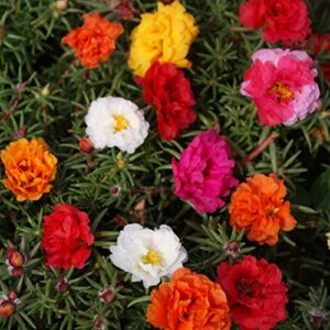 outsidepride portulaca moss rose spreading, succulent, heat & drought tolerant ground cover plant mix - 5000 seeds