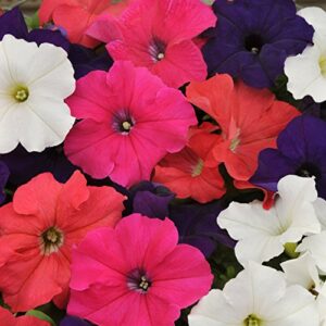 outsidepride petunia hybrida mix indoor house plants or outdoor container, basket, or pot flowers - 5000 seeds