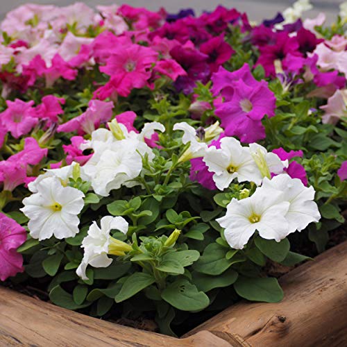 Outsidepride Petunia Hybrida Mix Indoor House Plants Or Outdoor Container, Basket, or Pot Flowers - 5000 Seeds