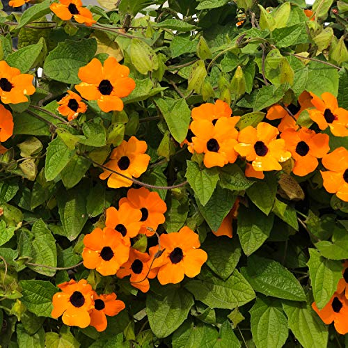 Outsidepride Thunbergia Orange Black-Eyed Susan Climbing & Vining Plants - 100 Seeds