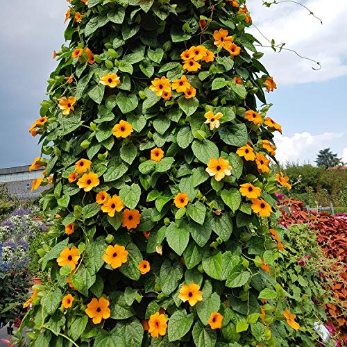 Outsidepride Thunbergia Orange Black-Eyed Susan Climbing & Vining Plants - 100 Seeds