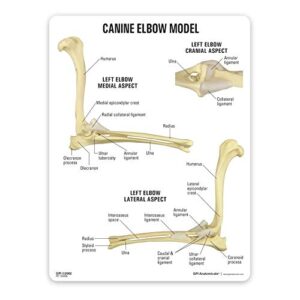 GPI Anatomicals - Canine Elbow Joint Model | Animal Body Anatomy Replica of Normal Dog Elbow for Veterinary Office Educational Tool