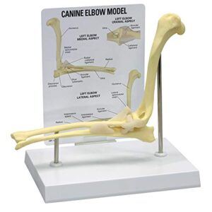 gpi anatomicals - canine elbow joint model | animal body anatomy replica of normal dog elbow for veterinary office educational tool