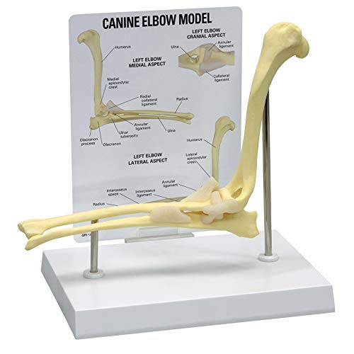 GPI Anatomicals - Canine Elbow Joint Model | Animal Body Anatomy Replica of Normal Dog Elbow for Veterinary Office Educational Tool