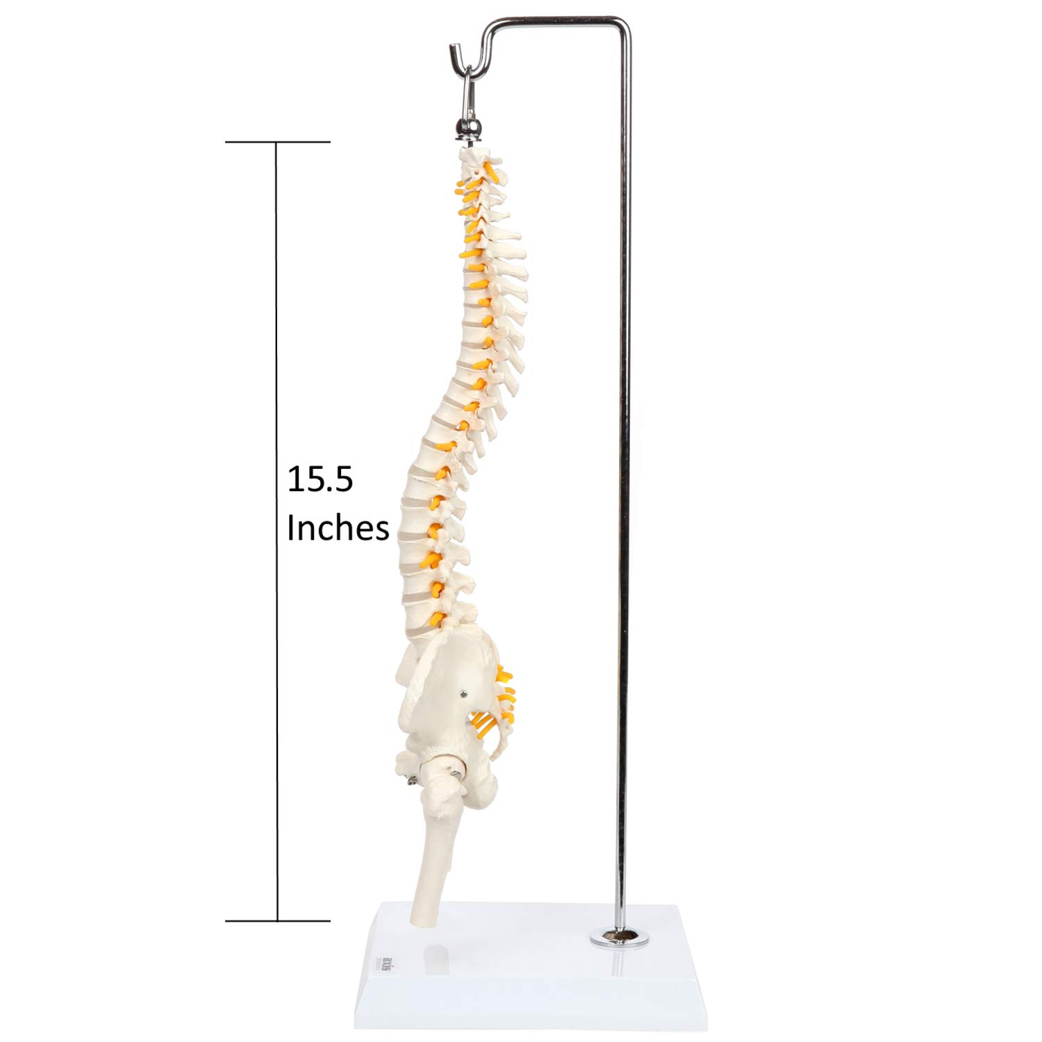 Axis Scientific 15.5" Mini Spine Model with Vertebrae,Nerves,Arteries, Lumbar Column,Male Pelvis - Human Anatomy Model for Education & Study - Includes Stand/Product Manual - Plastic Spine Model
