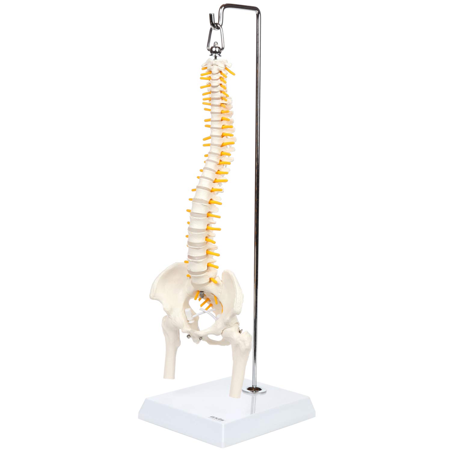 Axis Scientific 15.5" Mini Spine Model with Vertebrae,Nerves,Arteries, Lumbar Column,Male Pelvis - Human Anatomy Model for Education & Study - Includes Stand/Product Manual - Plastic Spine Model