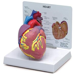 gpi anatomicals - heart model | human body anatomy replica of normal heart for doctors office educational tool