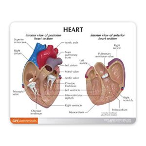 GPI Anatomicals - Heart Model | Human Body Anatomy Replica of Normal Heart for Doctors Office Educational Tool