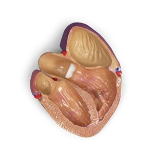 GPI Anatomicals - Heart Model | Human Body Anatomy Replica of Normal Heart for Doctors Office Educational Tool