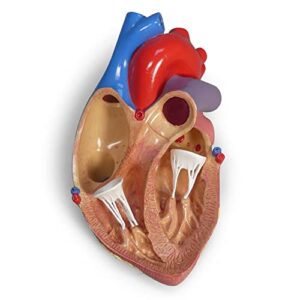 GPI Anatomicals - Heart Model | Human Body Anatomy Replica of Normal Heart for Doctors Office Educational Tool