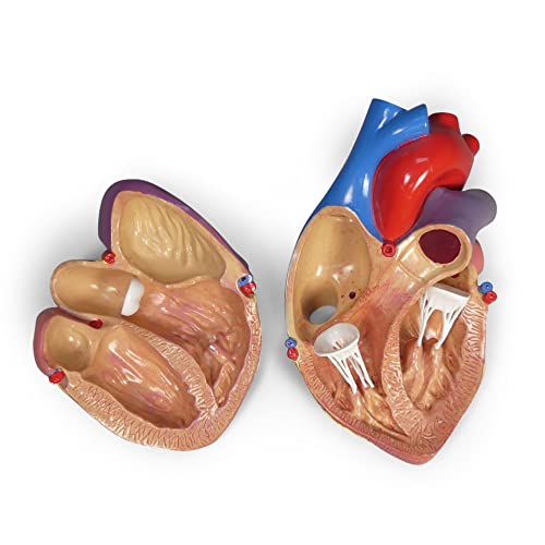 GPI Anatomicals - Heart Model | Human Body Anatomy Replica of Normal Heart for Doctors Office Educational Tool