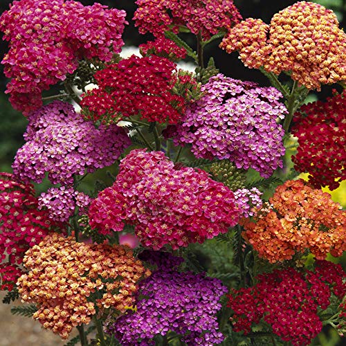 Outsidepride Achillea Yarrow Summer Berries Garden Flowers for Cutting, Dried Arrangements - 1000 Seeds