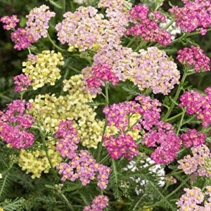 Outsidepride Perennial Achillea Millefolium Yarrow Pastels Garden Flowers for Cutting - 1000 Seeds