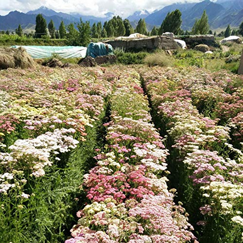 Outsidepride Perennial Achillea Millefolium Yarrow Pastels Garden Flowers for Cutting - 1000 Seeds