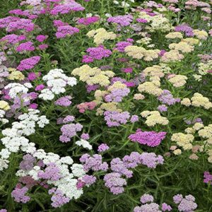 Outsidepride Perennial Achillea Millefolium Yarrow Pastels Garden Flowers for Cutting - 1000 Seeds