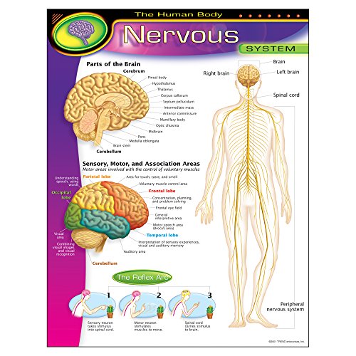 The Human Body–Nervous System Learning Chart