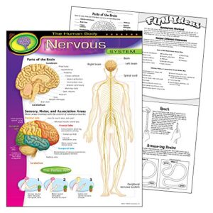 The Human Body–Nervous System Learning Chart