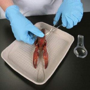 Preserved Crayfish, Pail of 10, 4 inches +